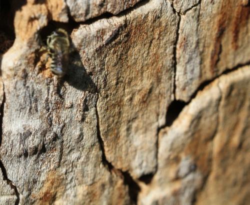 Réf. 200 813 : Megachile sp.